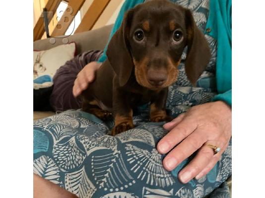 PoulaTo: DACHSHUNDS